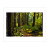 Old Growth Forest (Print Only) thumbnail