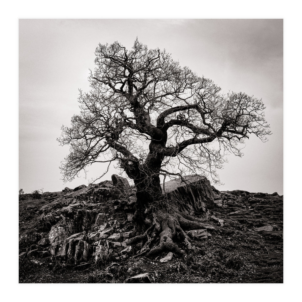 Gnarled Tree (Print Only)