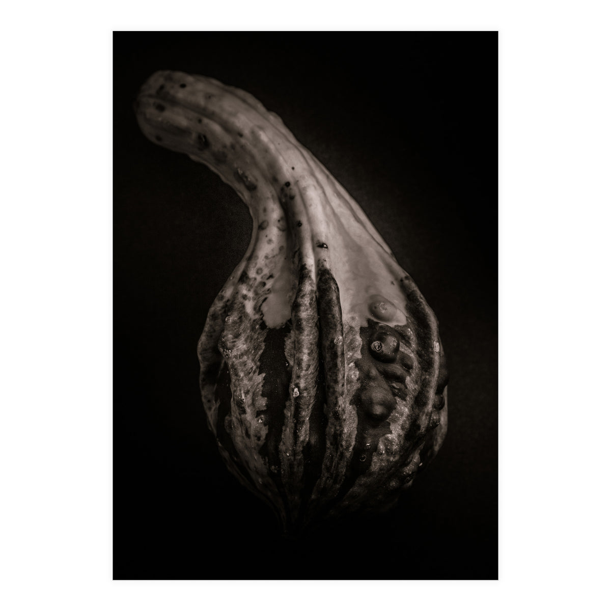 Gourds No 2 (Print Only)