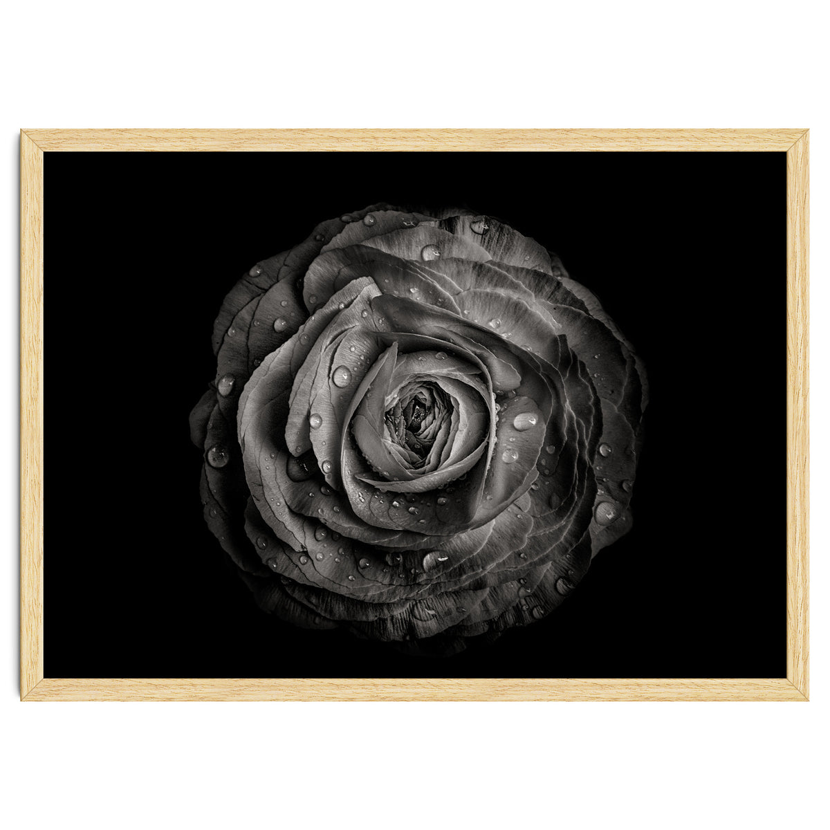 Backyard Flowers In Black And White 72