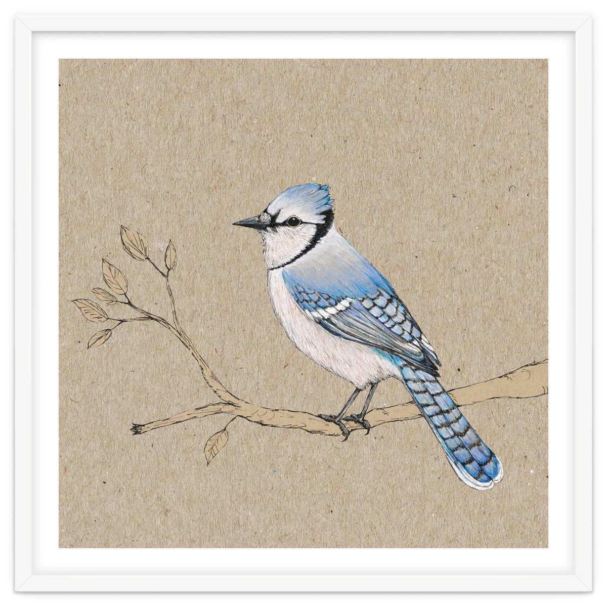 Blue jay