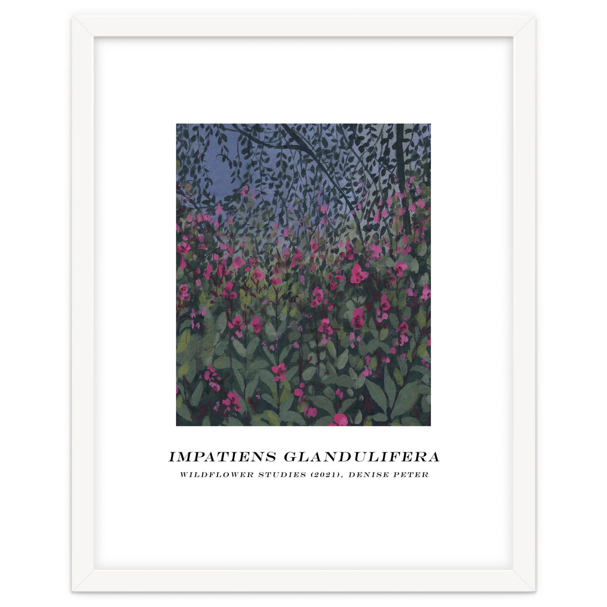 Impatiens Glandulifera