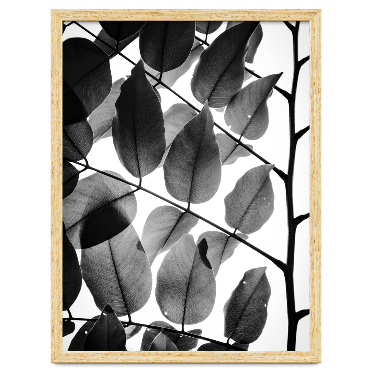 Branches and Leaves II