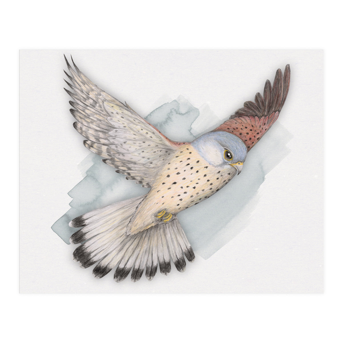 Flying Kestrel (Print Only)