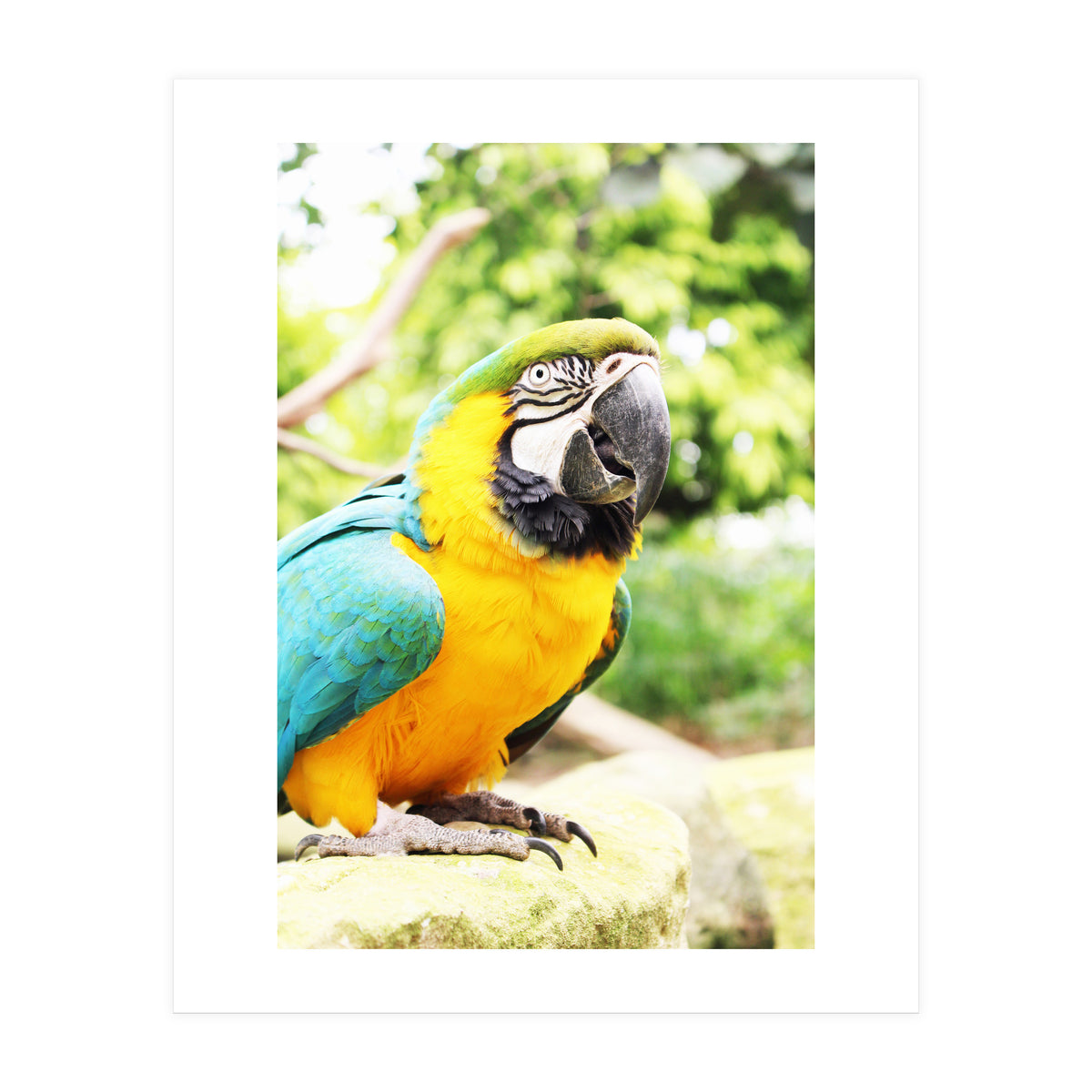 Parrot (Print Only)