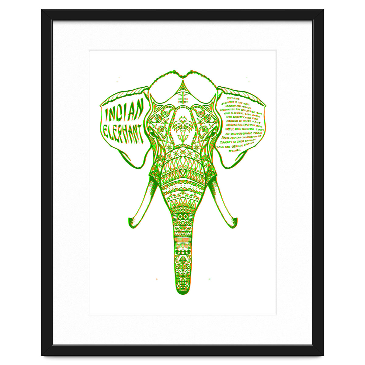 Indian Elephant