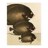 Fish Classic Designs 11 (Print Only) thumbnail