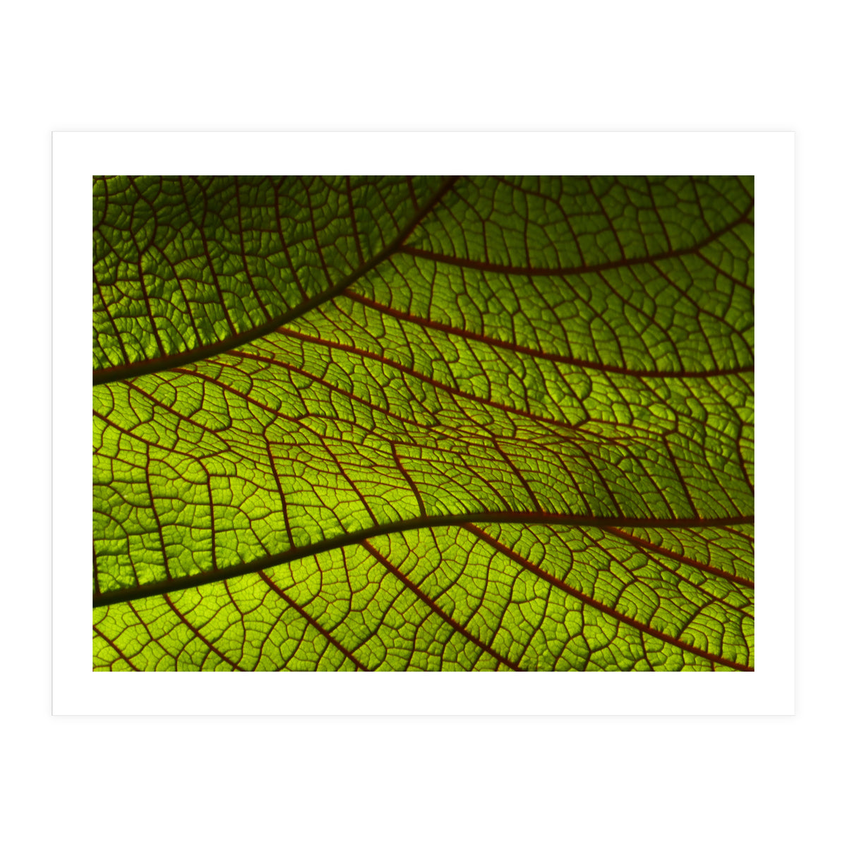 Leaf (Print Only)