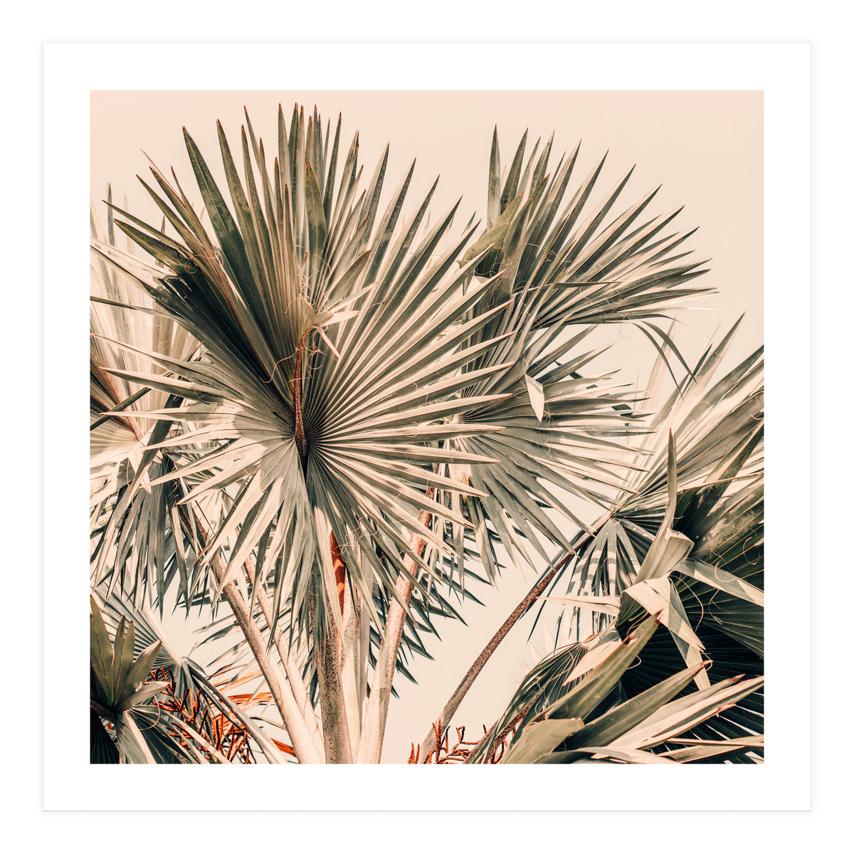 Morning Star (Print Only)