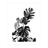 Monstera Black And White 09 (Print Only) thumbnail