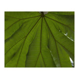 Hothouse (Print Only) thumbnail