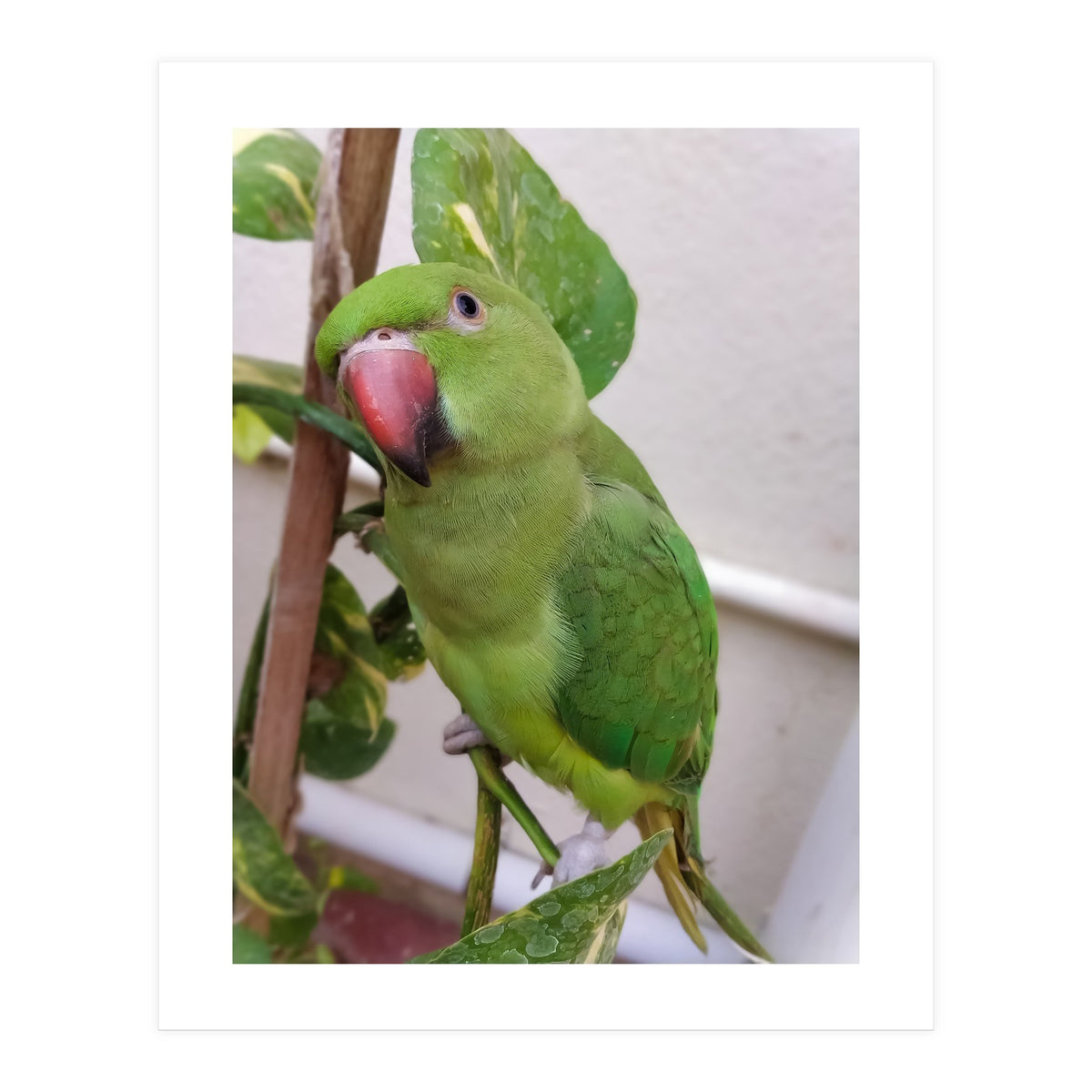 Posing Indian Parrot (Print Only)