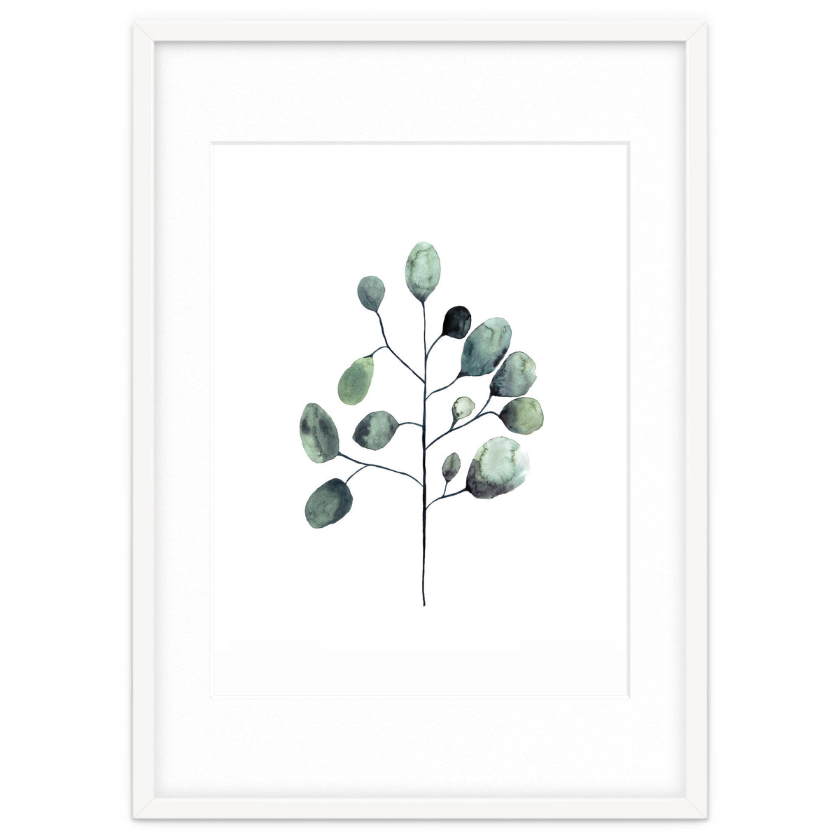 Botanical Illustration Eukalyptus