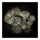 Hydrangea Petals  (Print Only) thumbnail