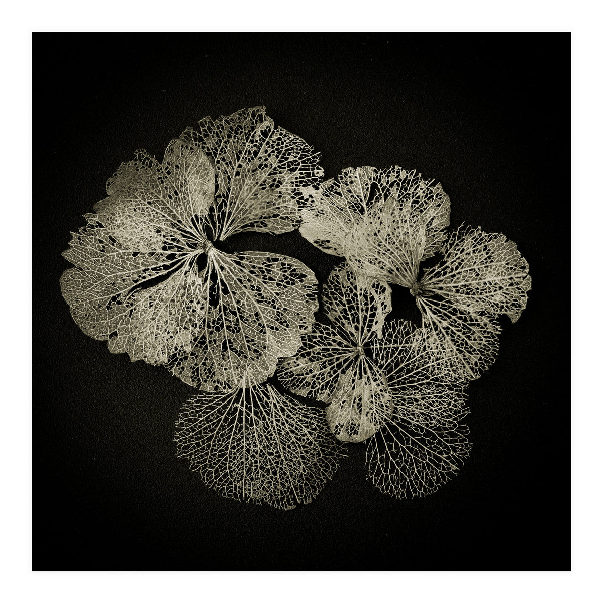 Hydrangea Petals  (Print Only)
