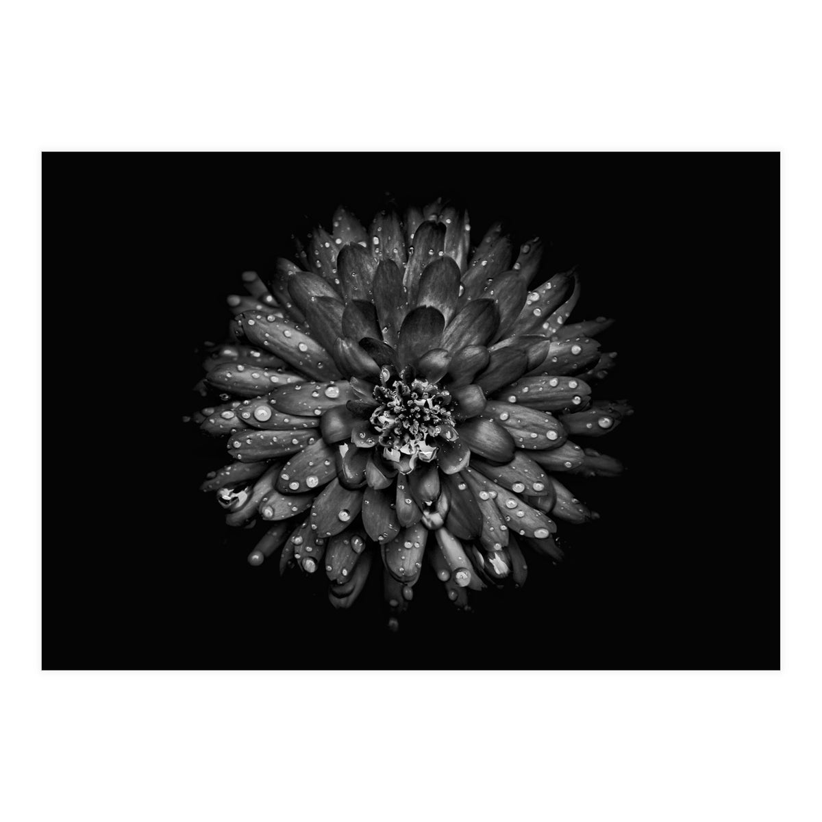 Backyard Flowers In Black And White No 45 (Print Only)