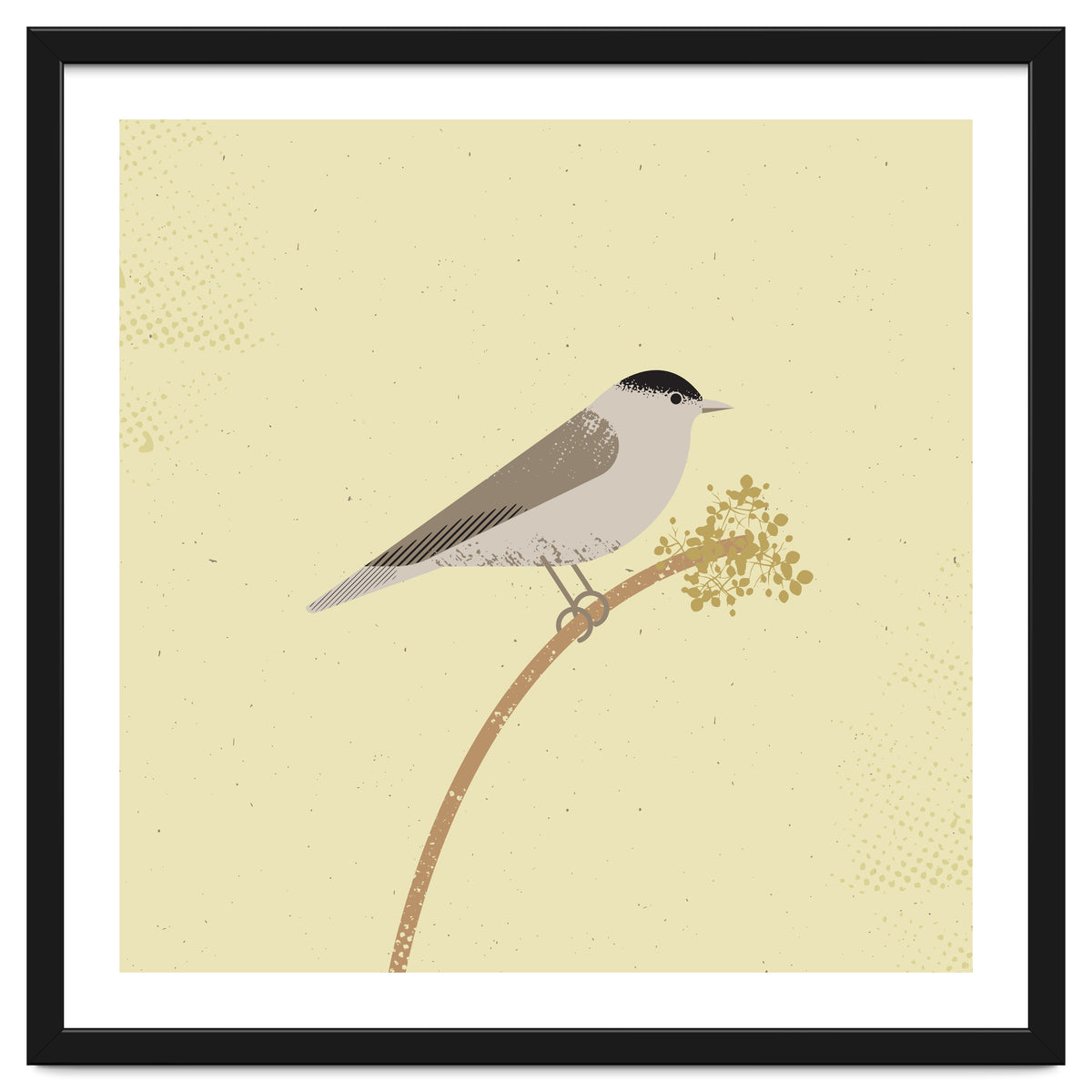 Blackcap