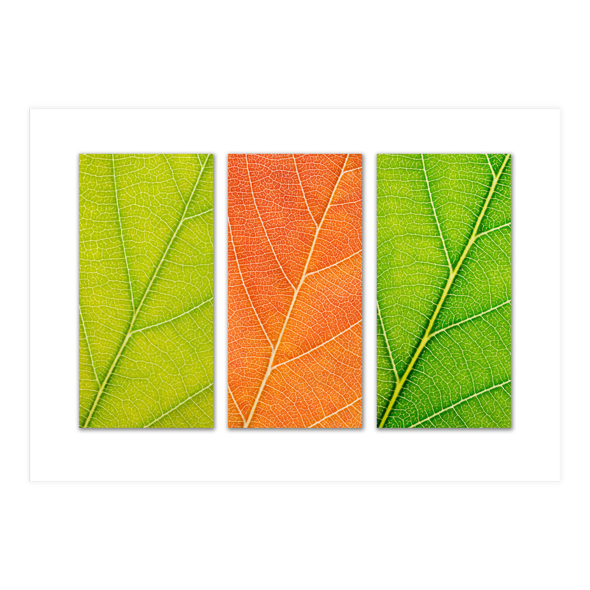 Autumn Leaves (Print Only)