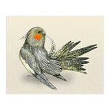 Preening cockatiel (Print Only) thumbnail