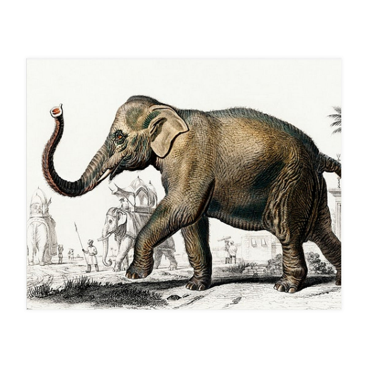 Asiatic elephant indicus illustrated (Print Only)