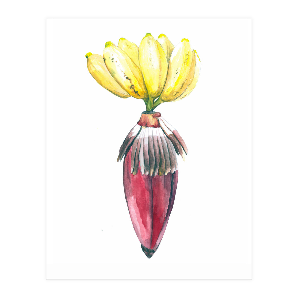 Botanical Illustration Banana (Print Only)