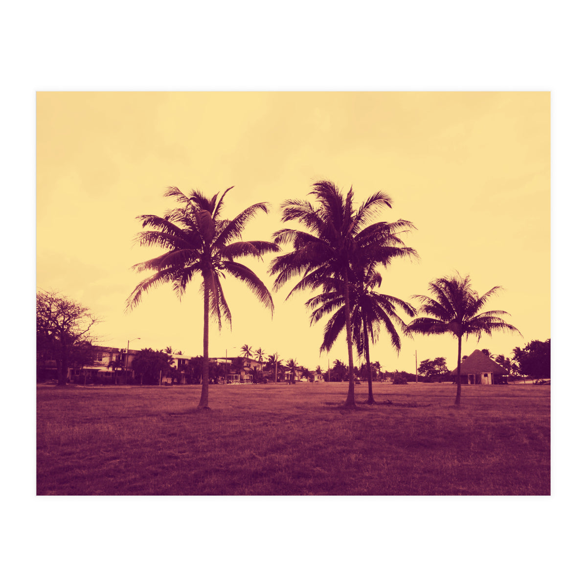 Palm Trees (Print Only)
