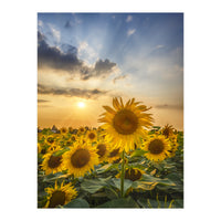 Sunflower field at sunset  (Print Only)