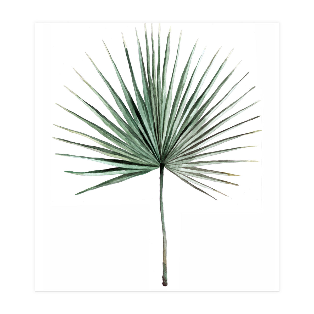 Botanical Illustration Fanpalm (Print Only)