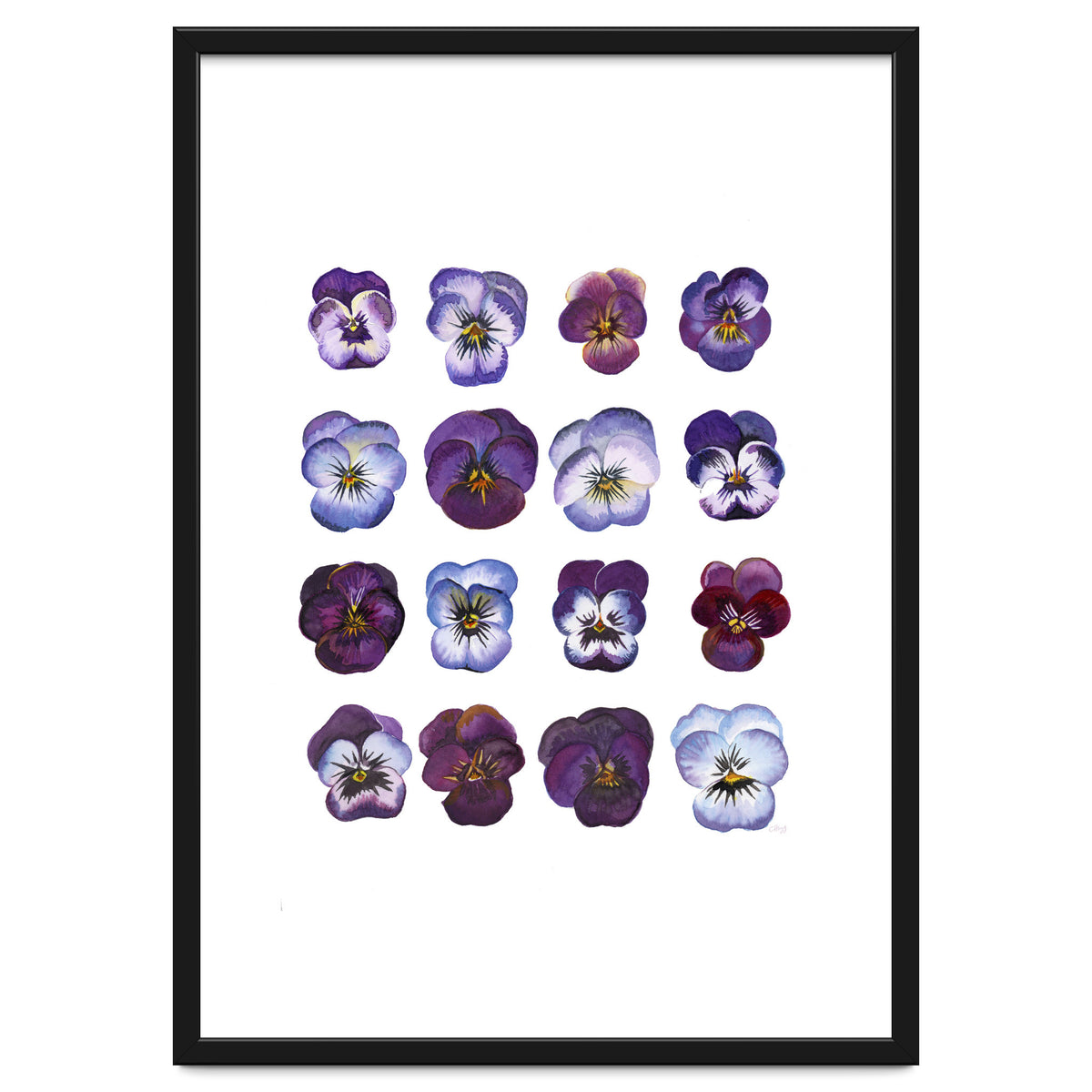 A Watercolour Study Of Violas