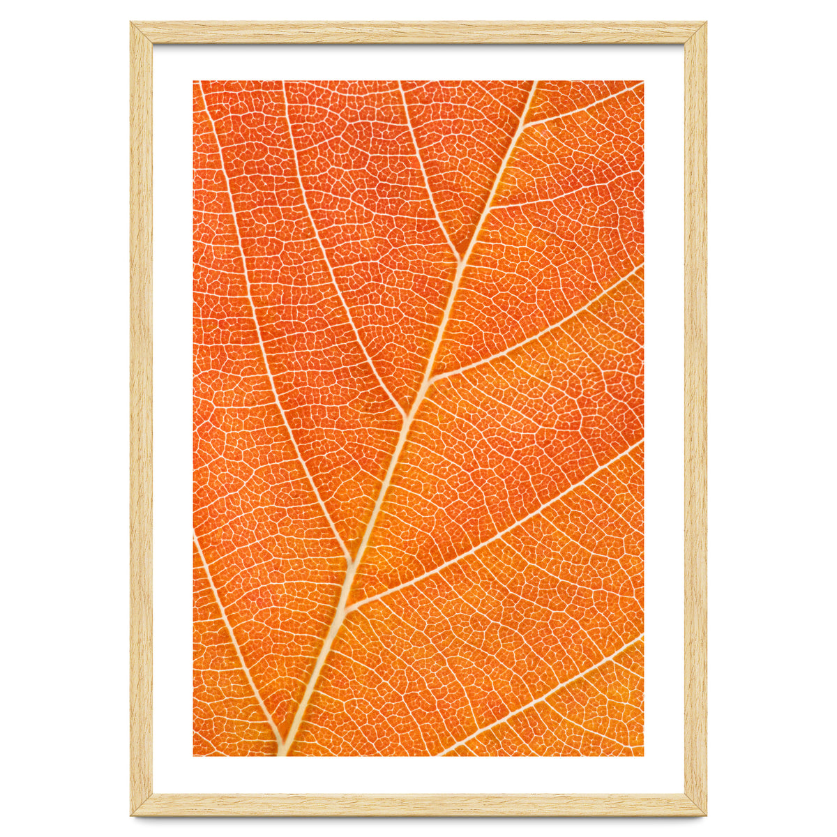 Autumn Leaf