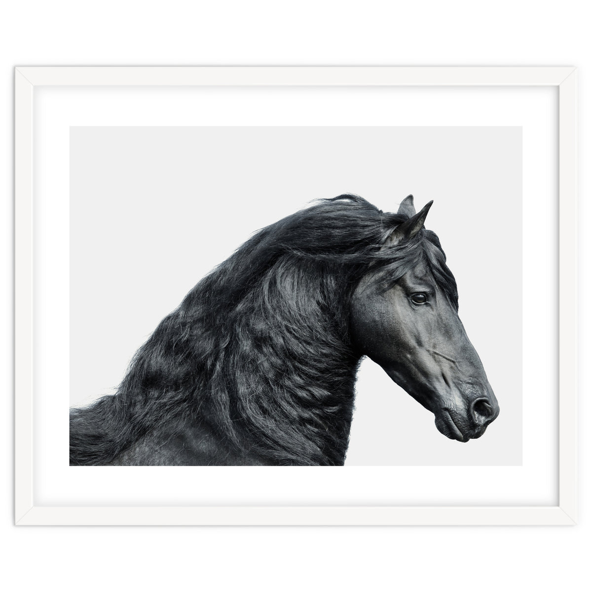 Friesian Horse