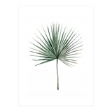 Botanical Illustration Fanpalm (Print Only) thumbnail