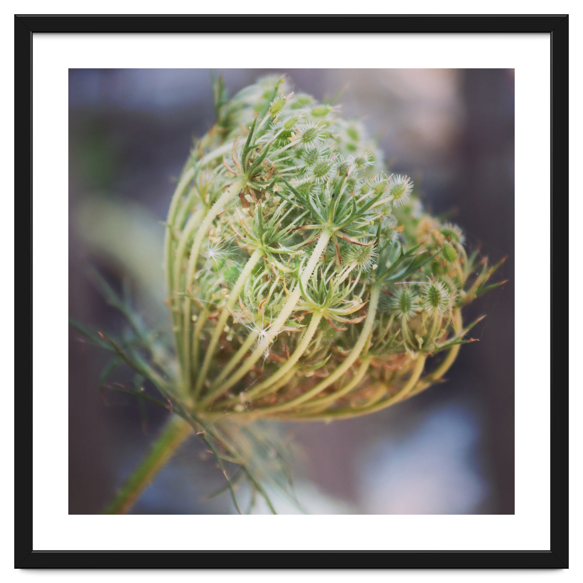 Seed head
