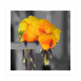 Two sun conures (Print Only) thumbnail