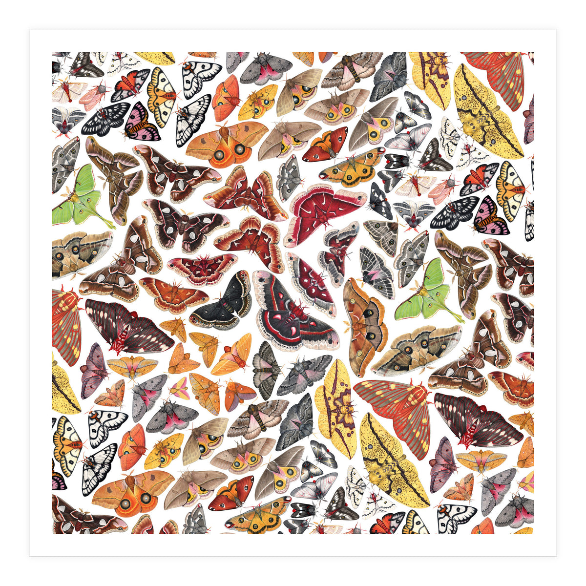 Saturniid Moths of North America Pattern (Print Only)