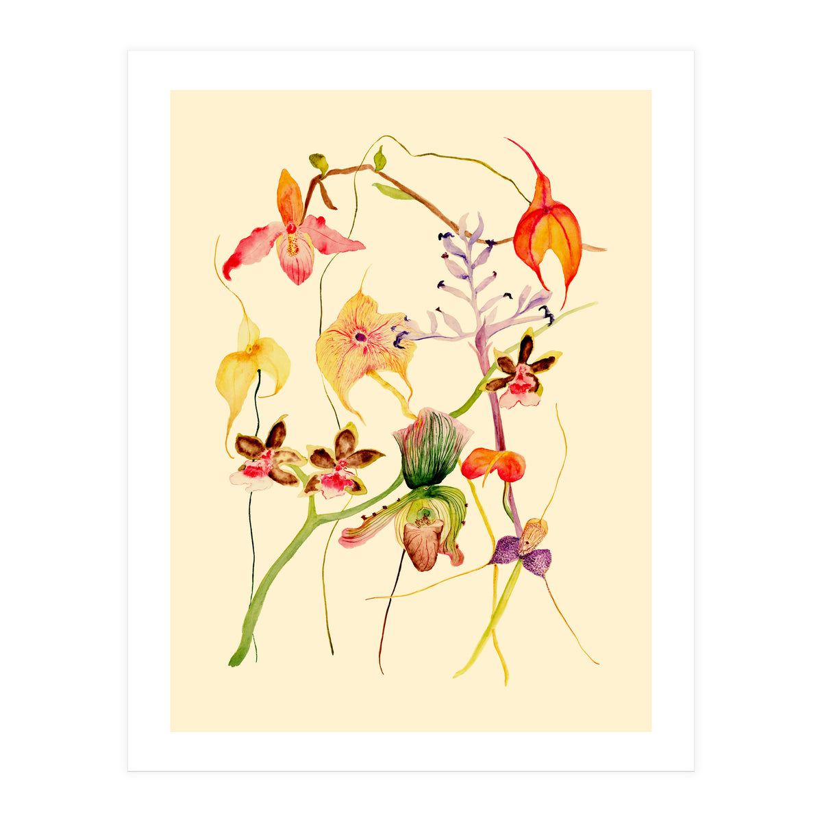 Orchids #1 (Print Only)