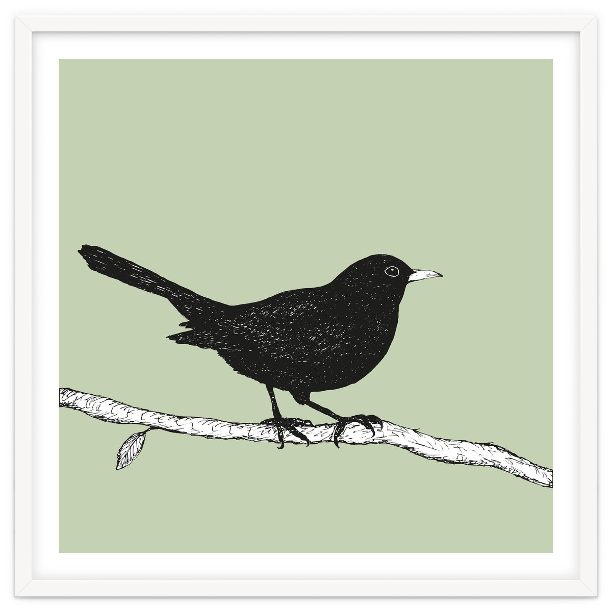 Blackbird pen drawing