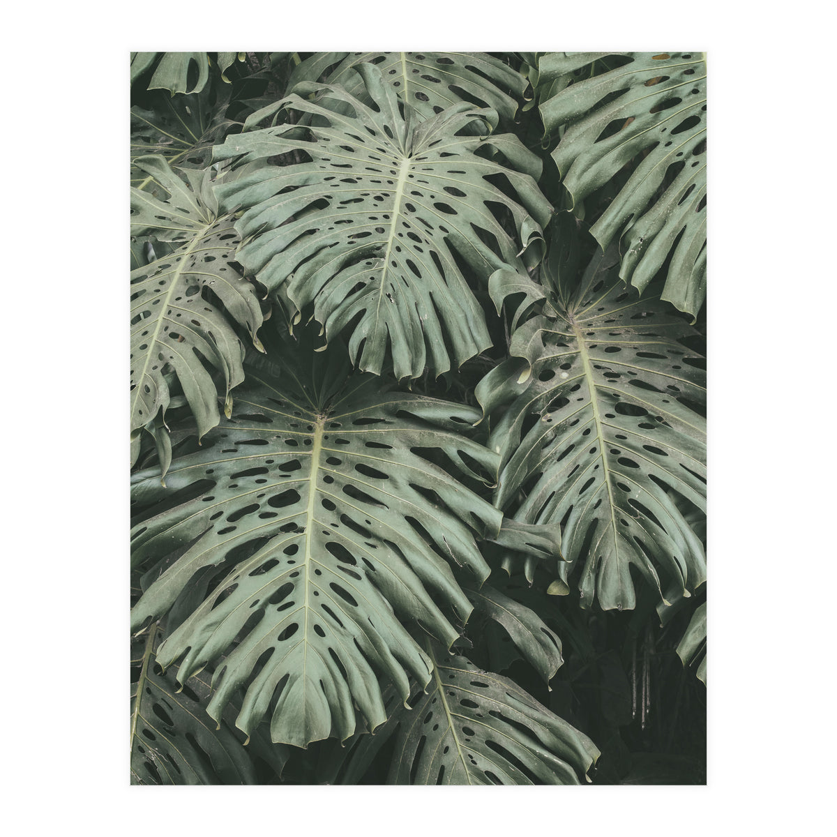 MONSTERA LEAVES (Print Only)