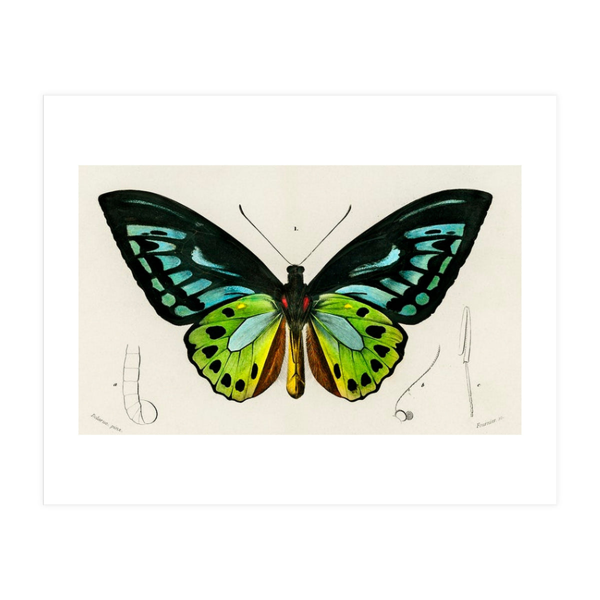 Green birdwing illustrated (Print Only)