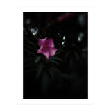 Pinky Flora (Print Only) thumbnail