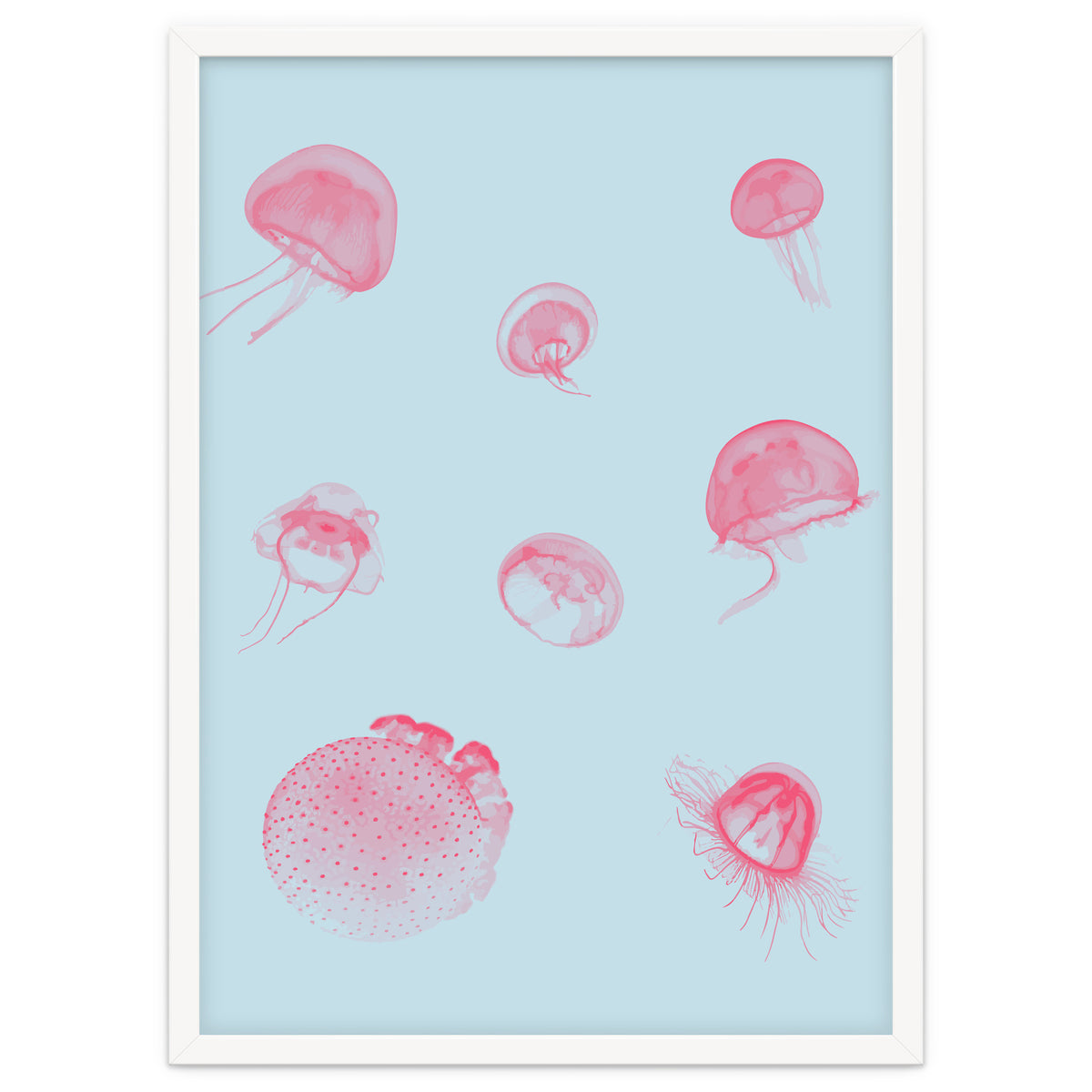 Jellyfish