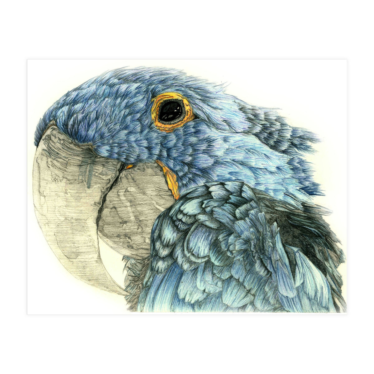 Blue Parrot (Print Only)