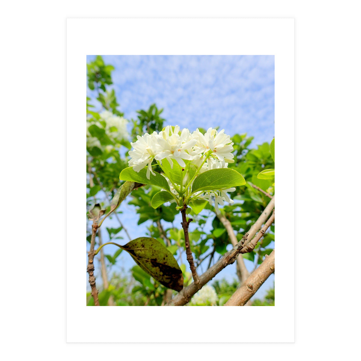 Glowing  (Print Only)