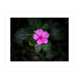 Floral vibes (Print Only) thumbnail