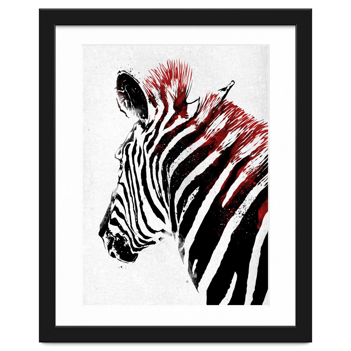 Zebra