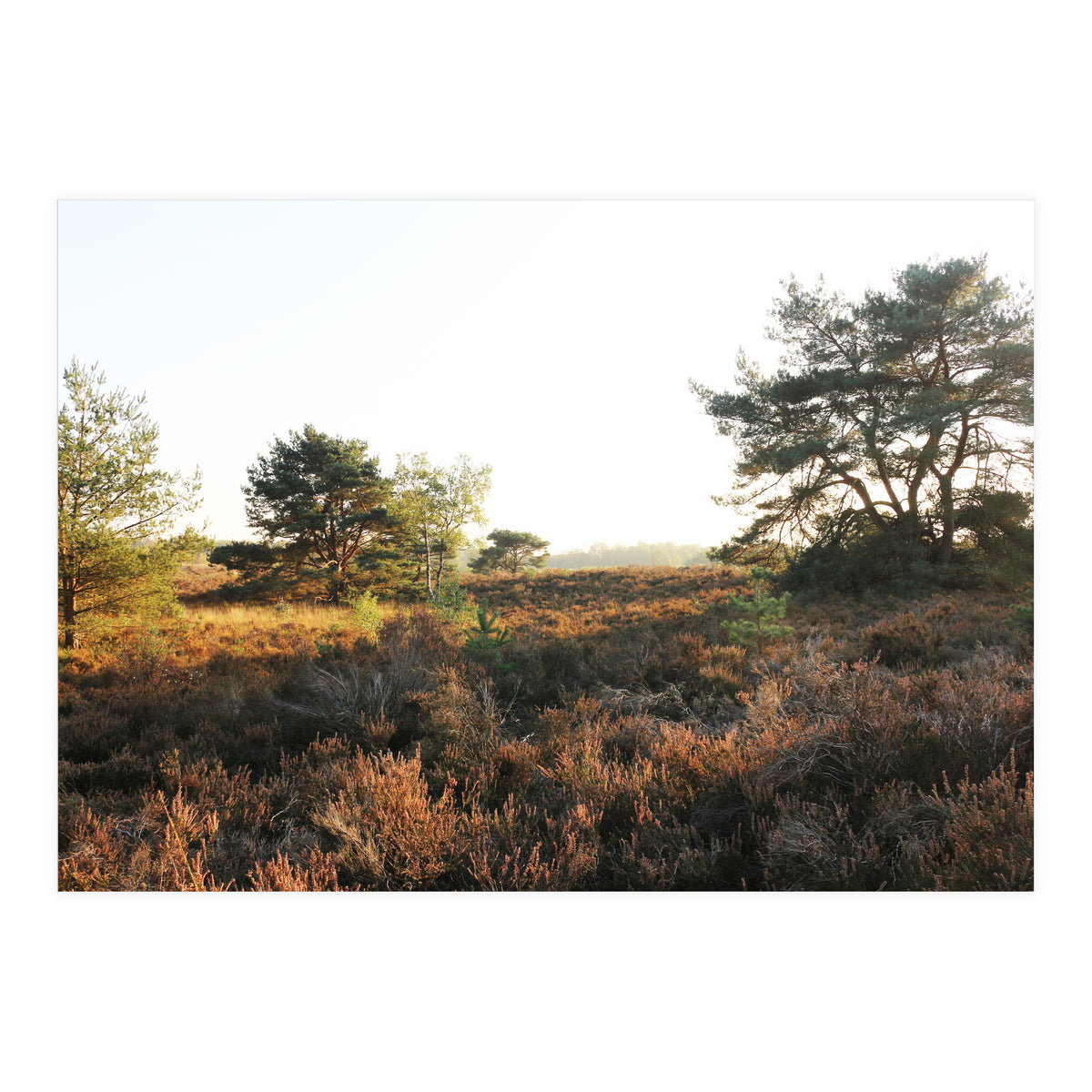 Heath landscape (Print Only)