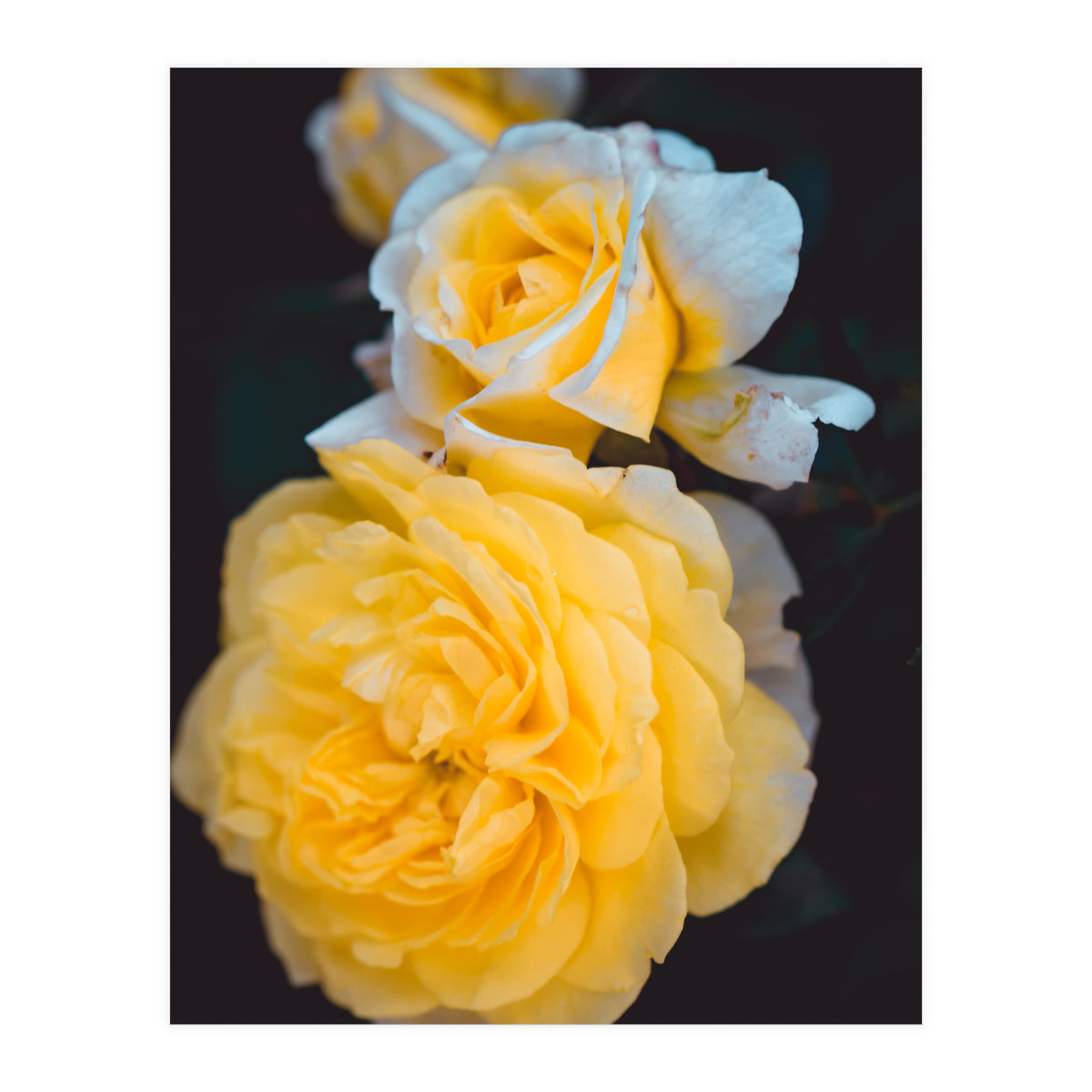 Yellow Rose (Print Only)