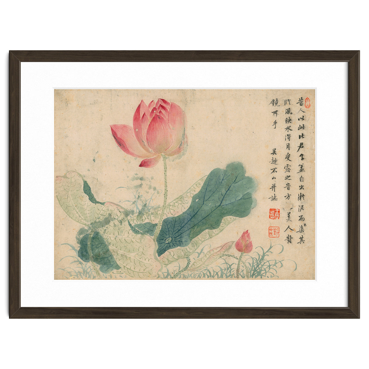 Qing Wangwu Flower album, lotus, lotus leaf, pond, copy of water grass