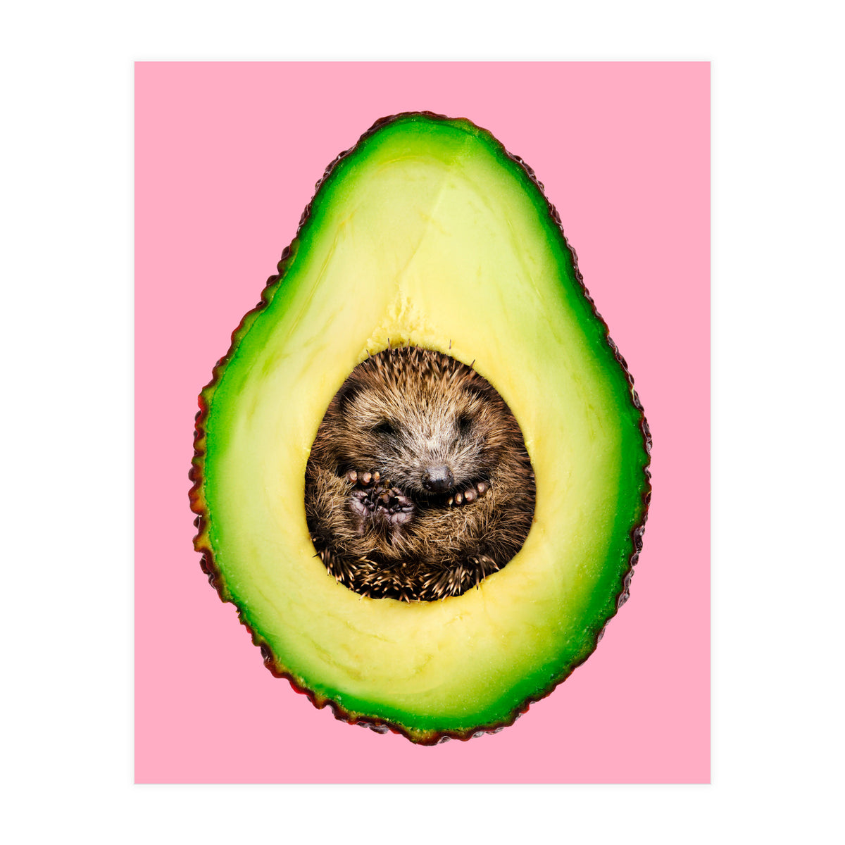 Hedgehocado (Print Only)