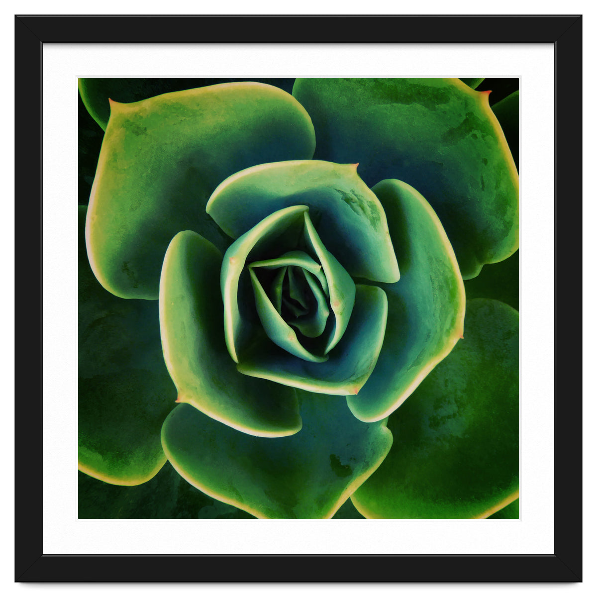 DARKSIDE OF SUCCULENTS XIII